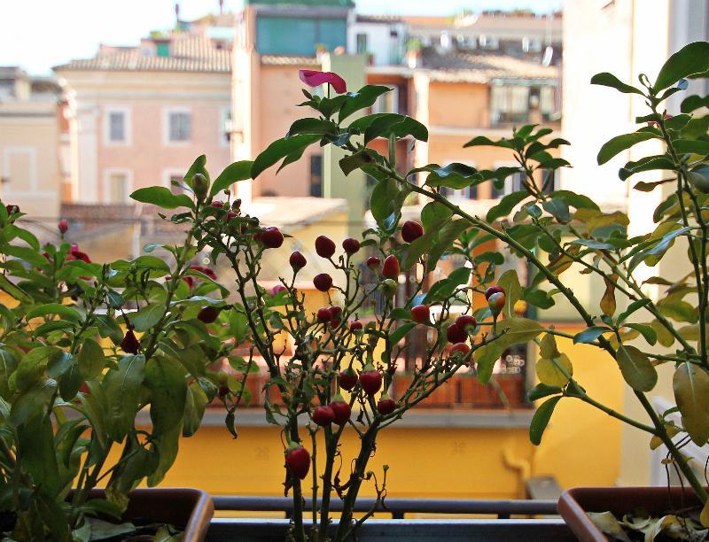Affittacamere Irooms Campo Dei Fiori Roma