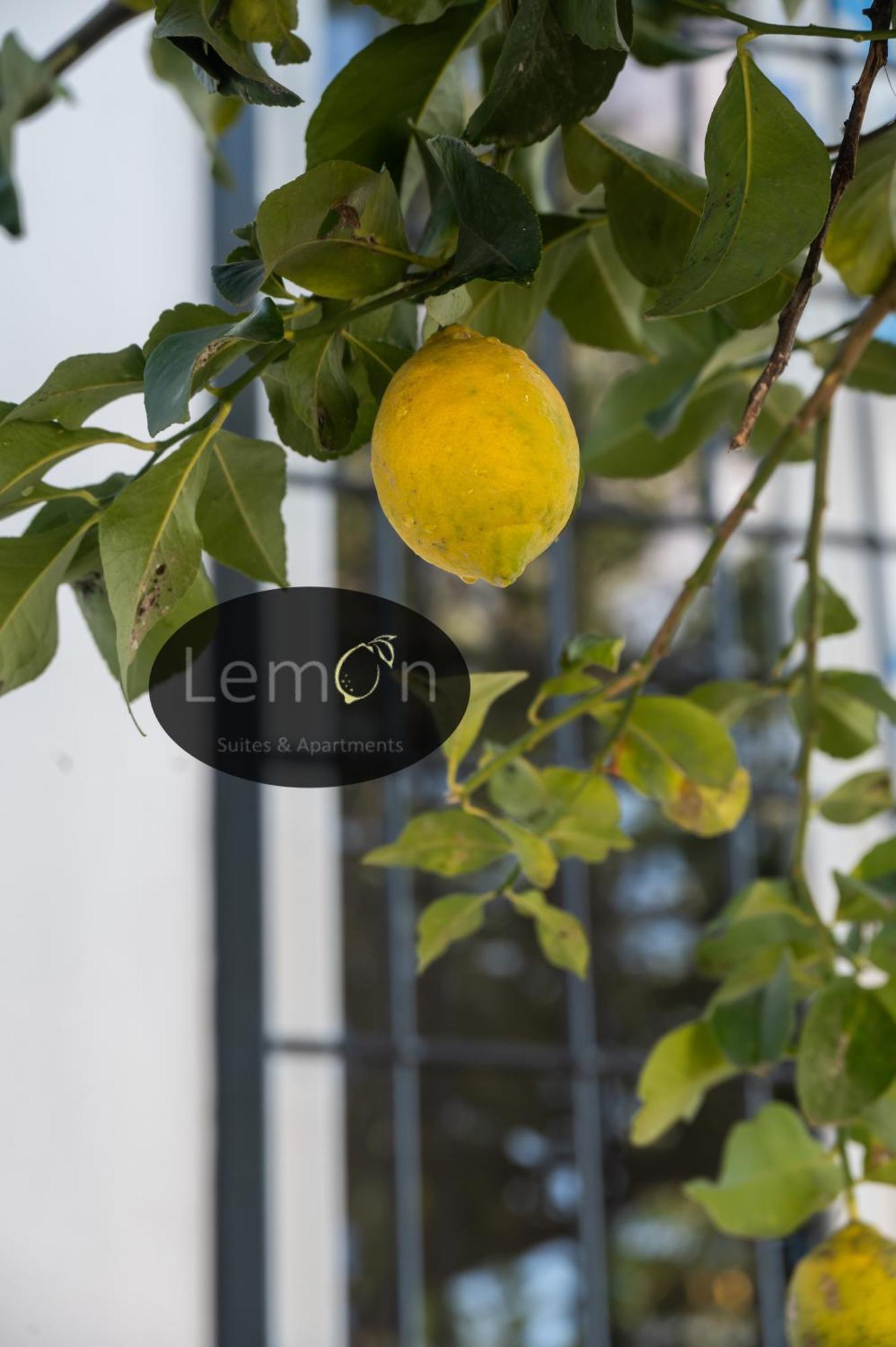 Lemon * Rome