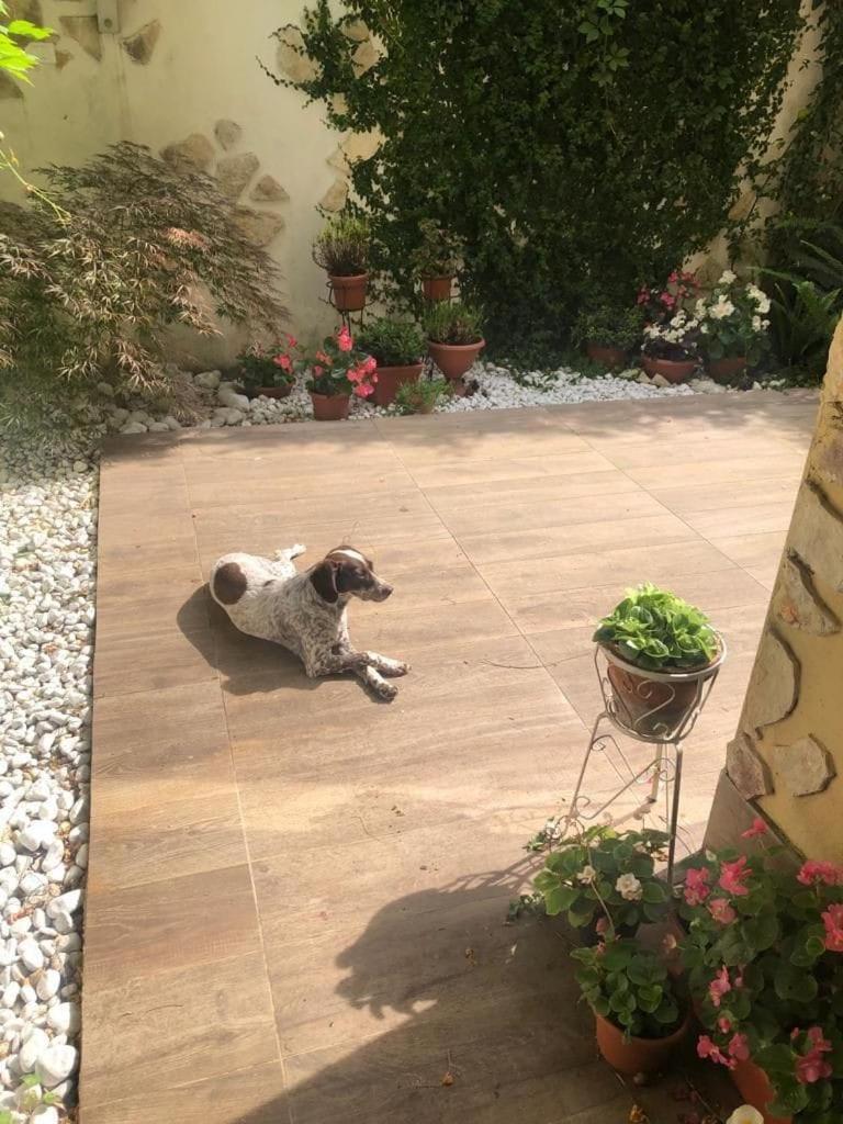 Apartment Garden House Monte Mario