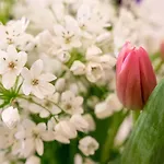 Campo Marzio Charming B&B