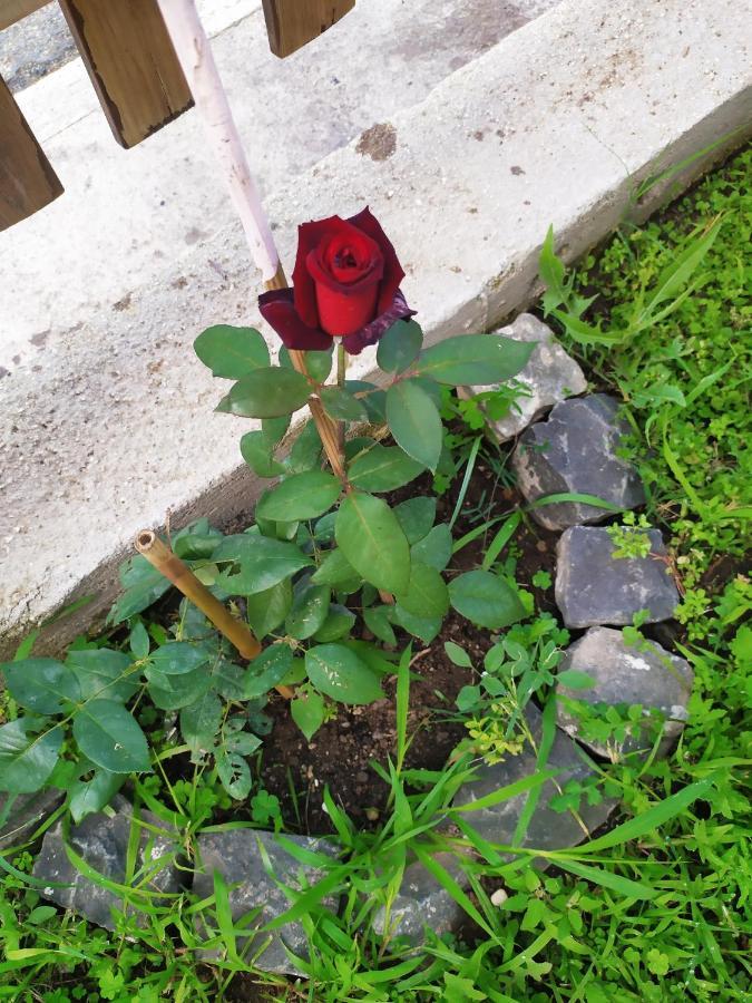 Va(i)lletta Fiorita Alloggio in famiglia Roma