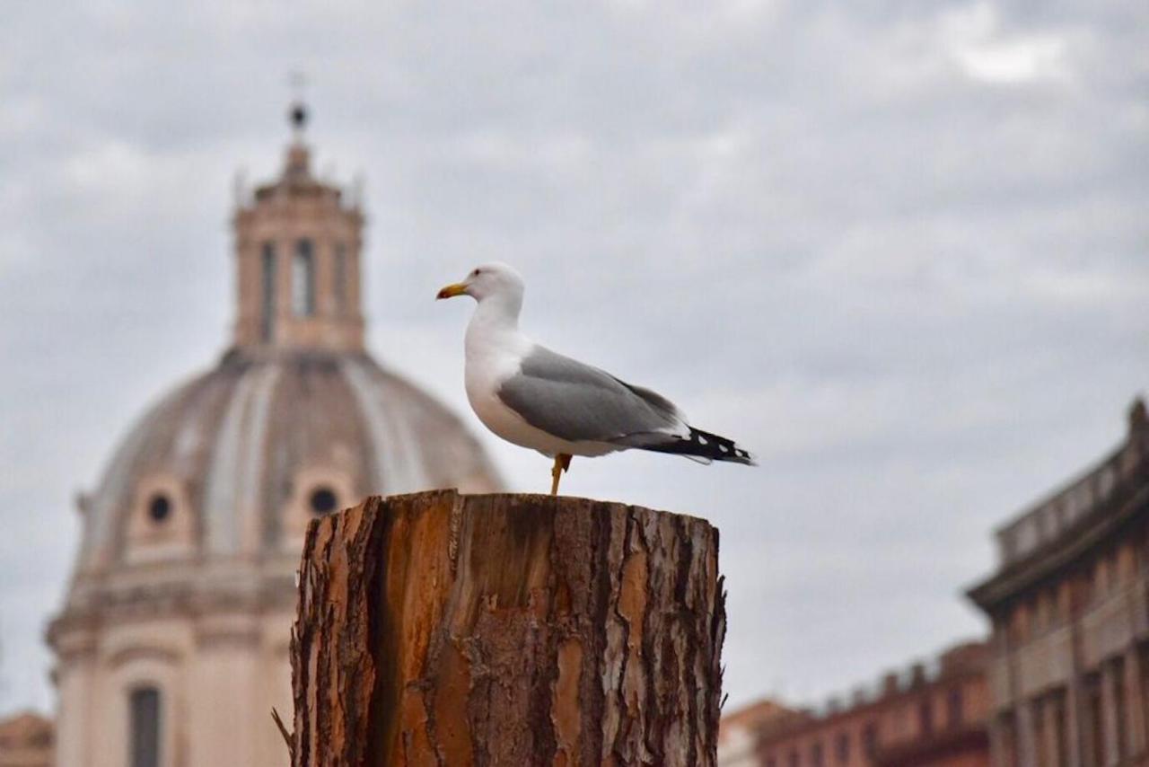 Cedro Appartamento Roma