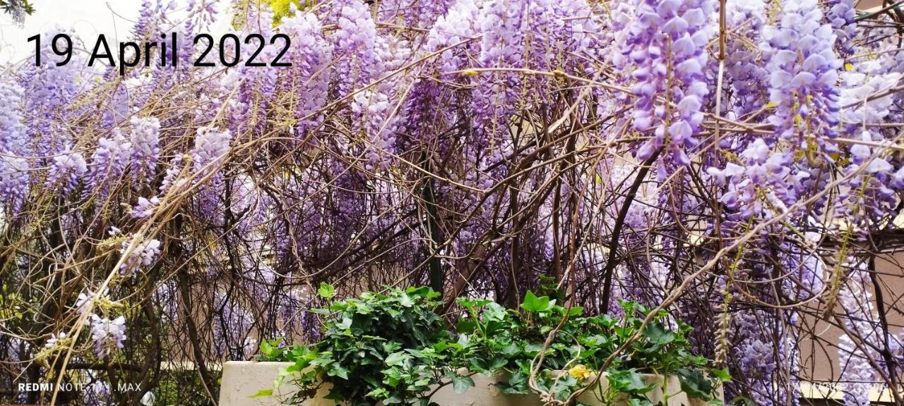 Garden House - Luxury - Only Self Check In Guest house Rome