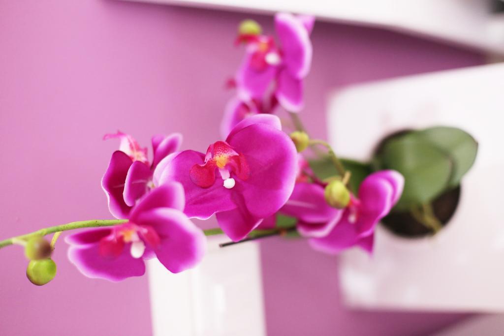 Iris Guest house 3*