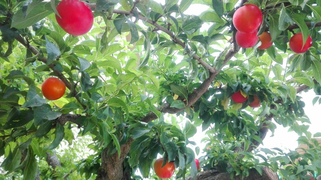 Ripe's Forest Garden Roma