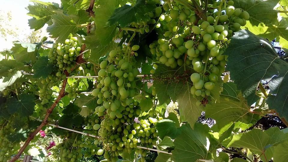 Affittacamere Ripe's Forest Garden