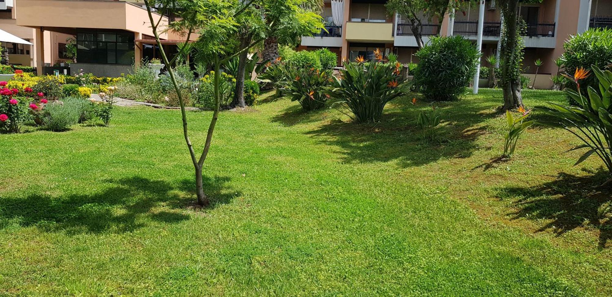 Oasis *