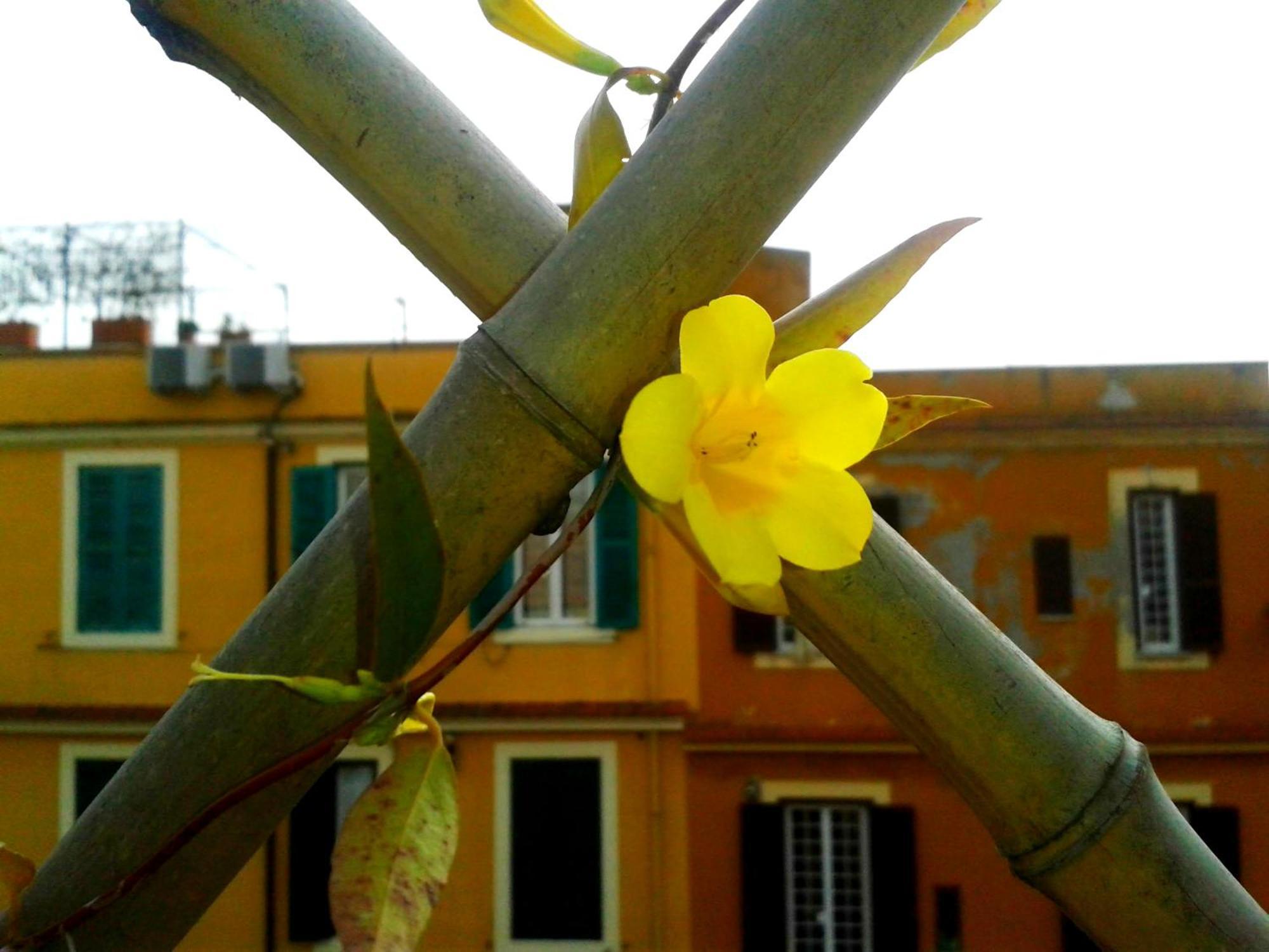 Bluemoon Attic With Sunny Terrace Apartment Rome