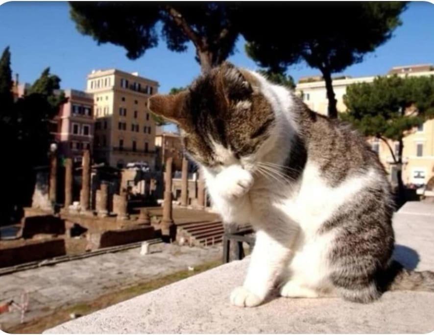 Campo De'fiori-rome By Foot Charming Aircwif Netflix Rome