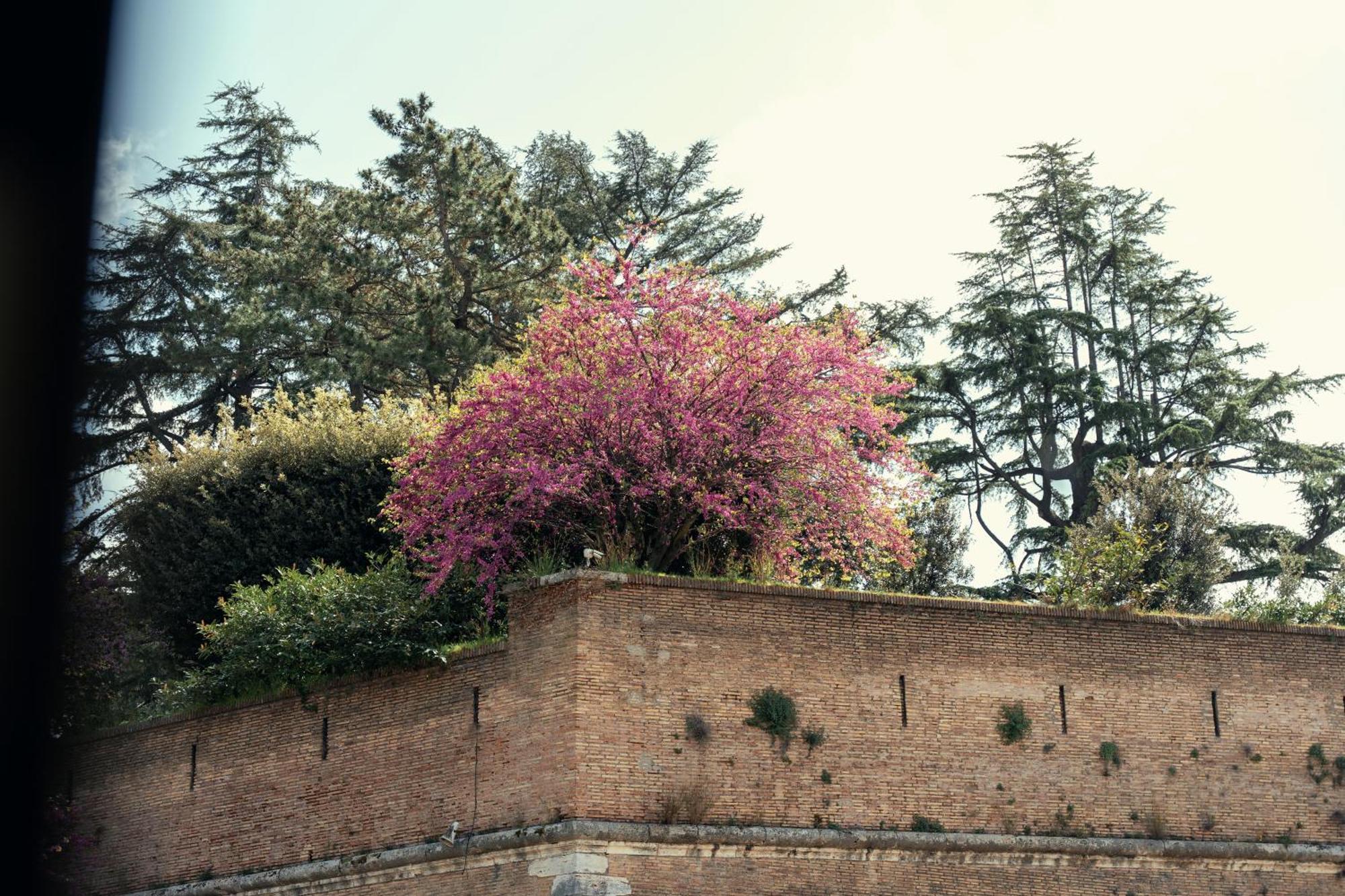Art House Vaticano Luxury