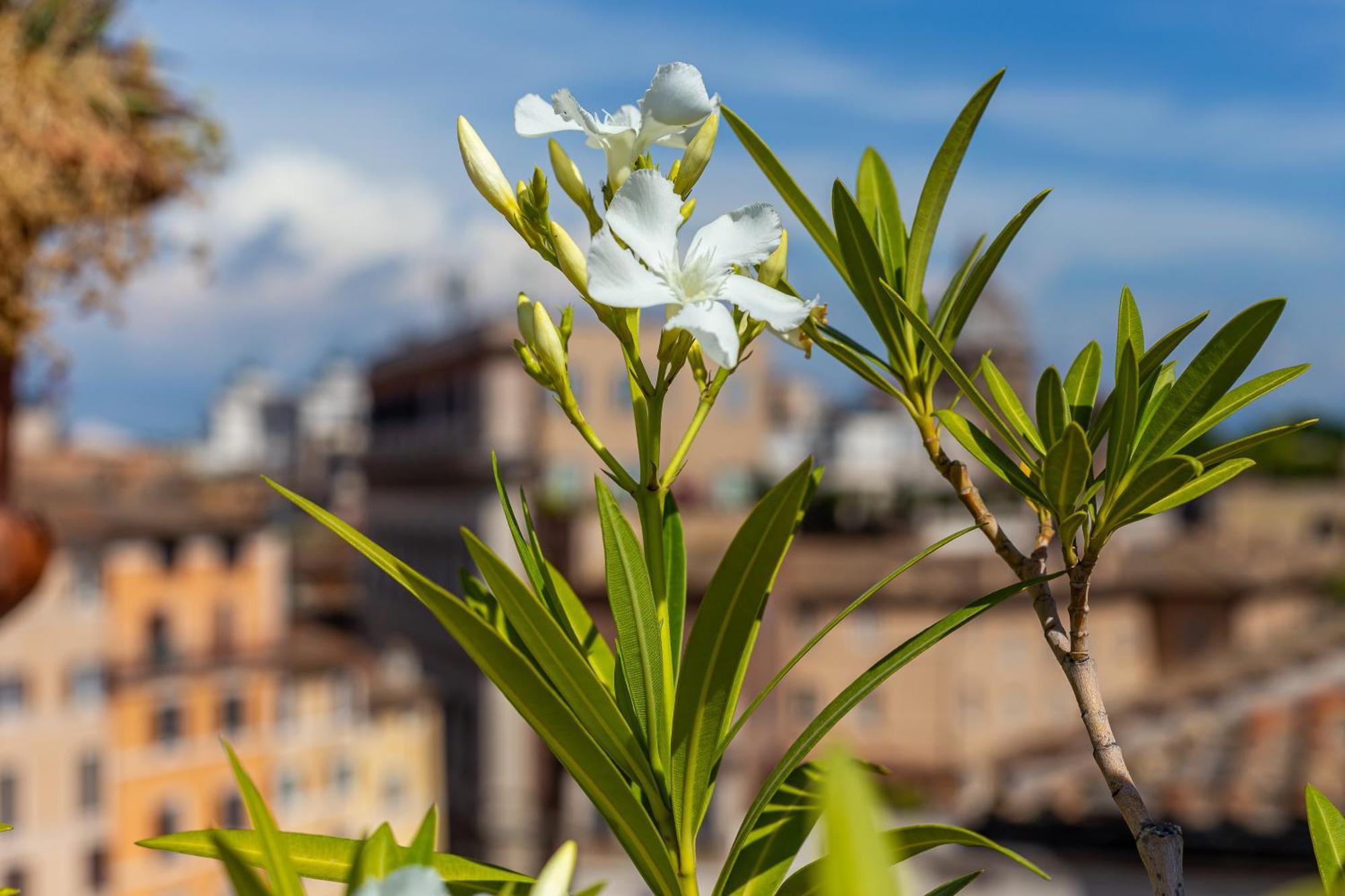 Iflat Campo De' Fiori Panoramic Penthouse Apartment Rome
