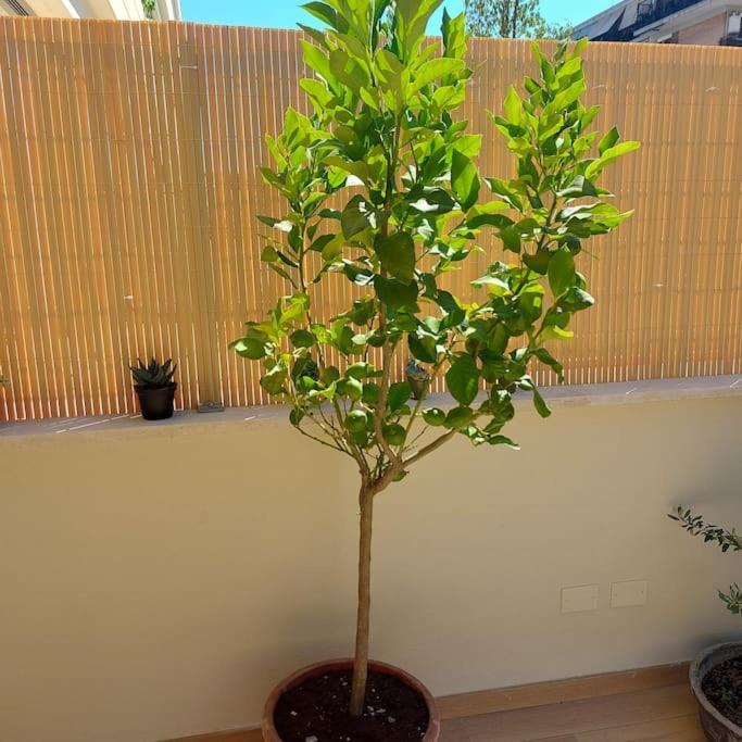 Monolocale Nuova Costruzione Con Giardino Apartment Rome