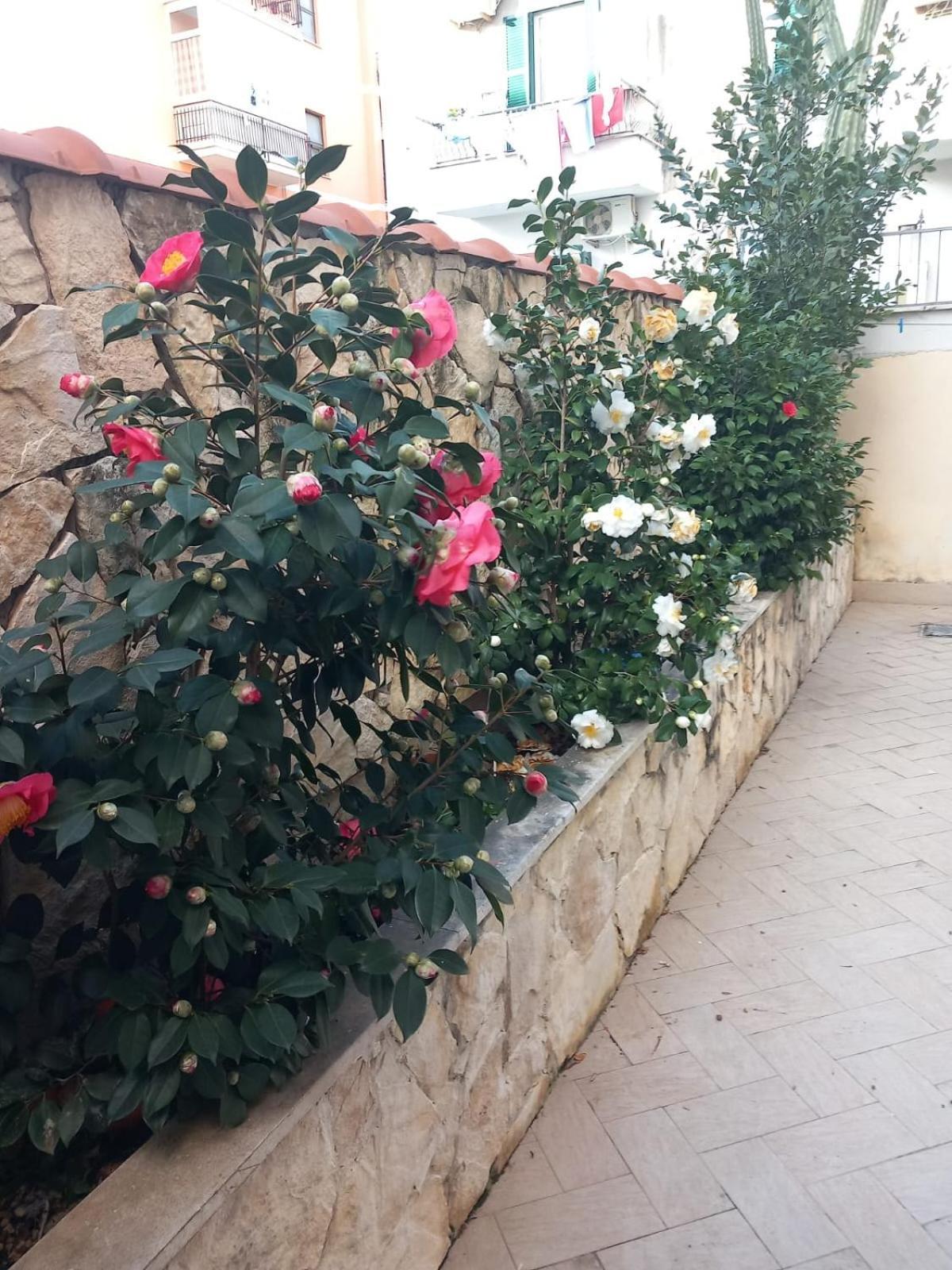 Domus Albanella Apartment Rome
