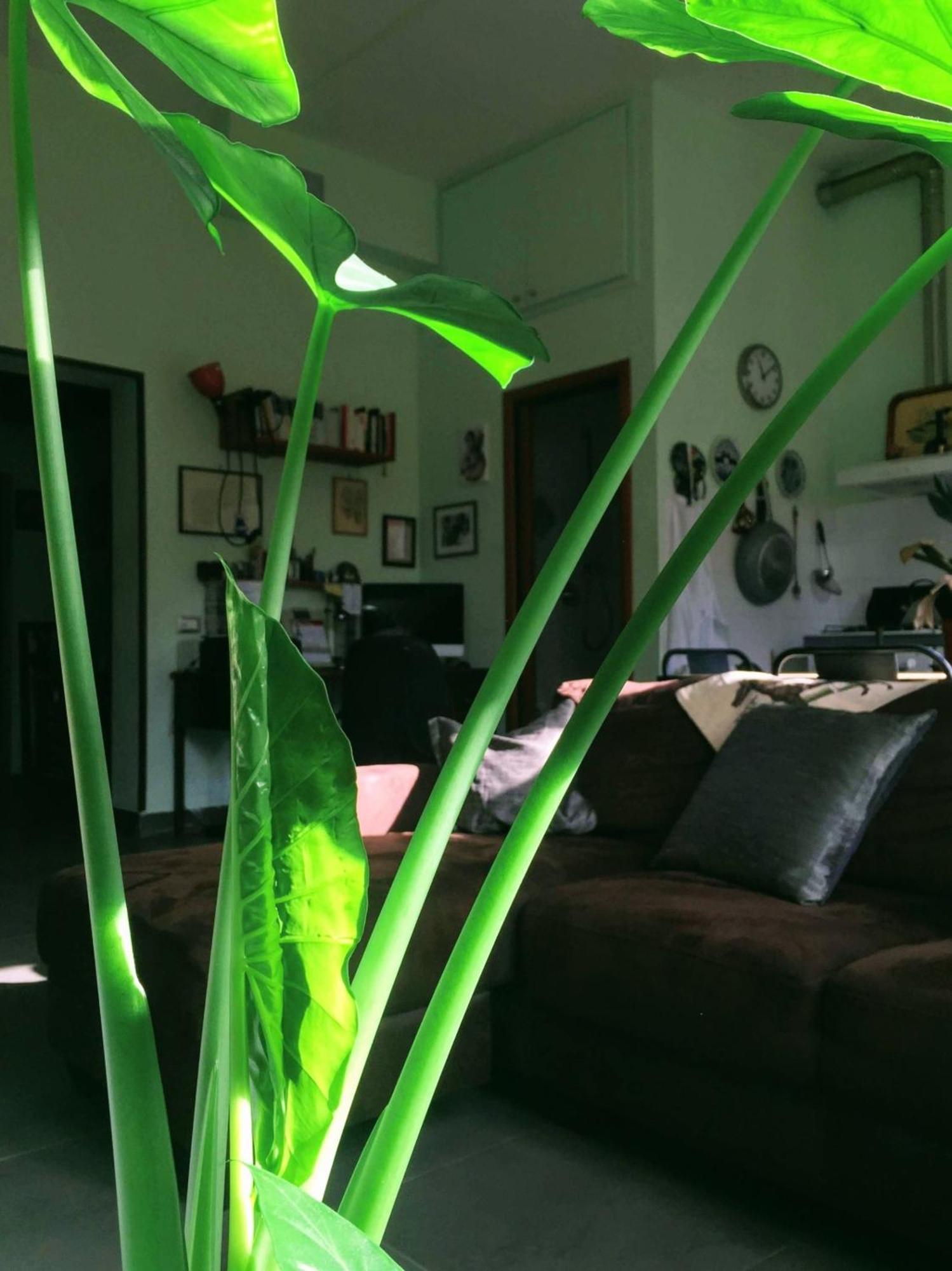 Homestay Your Basic But Bonnie Corner *