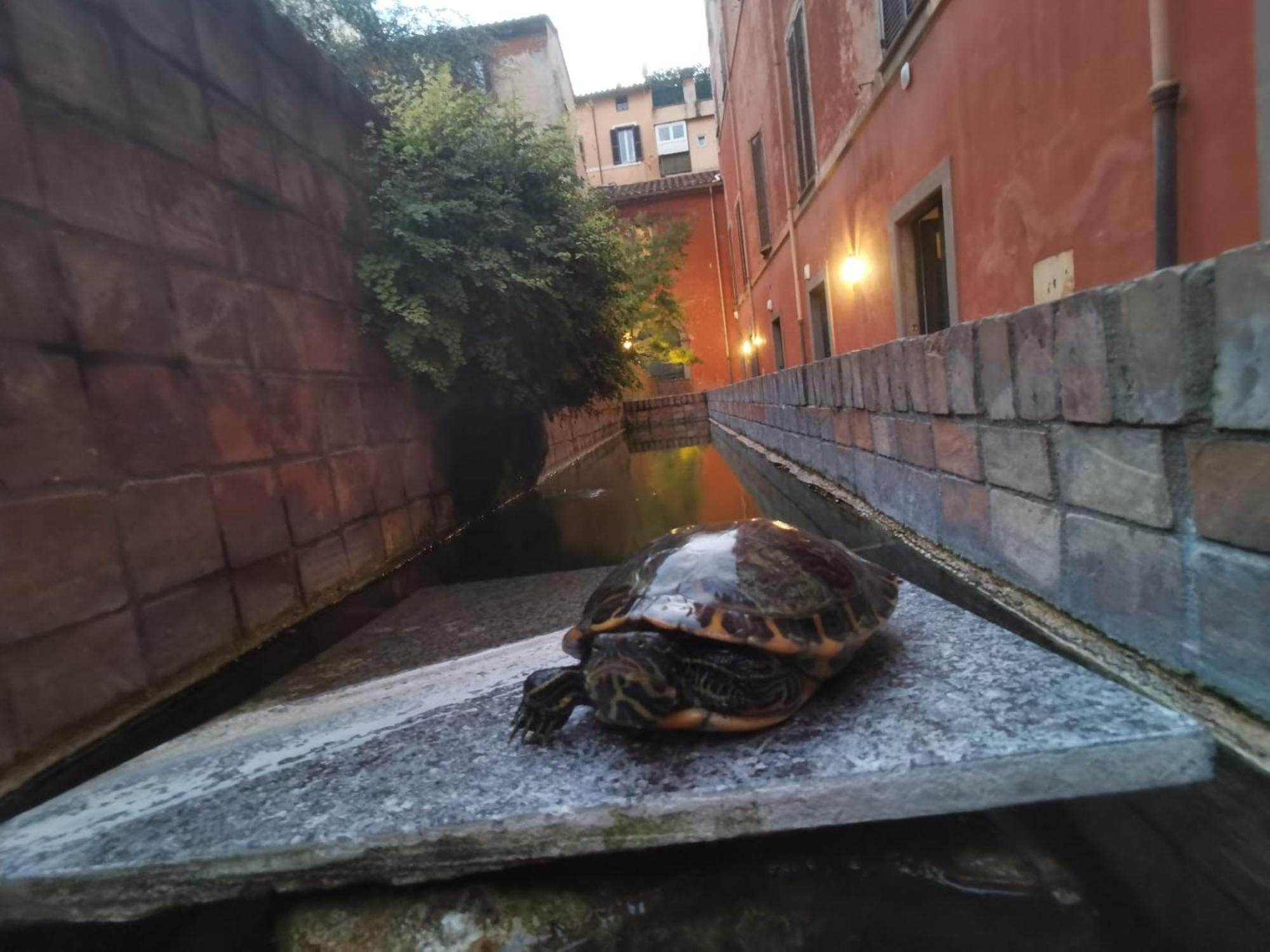 La Dolce Trevi Apartment Rome