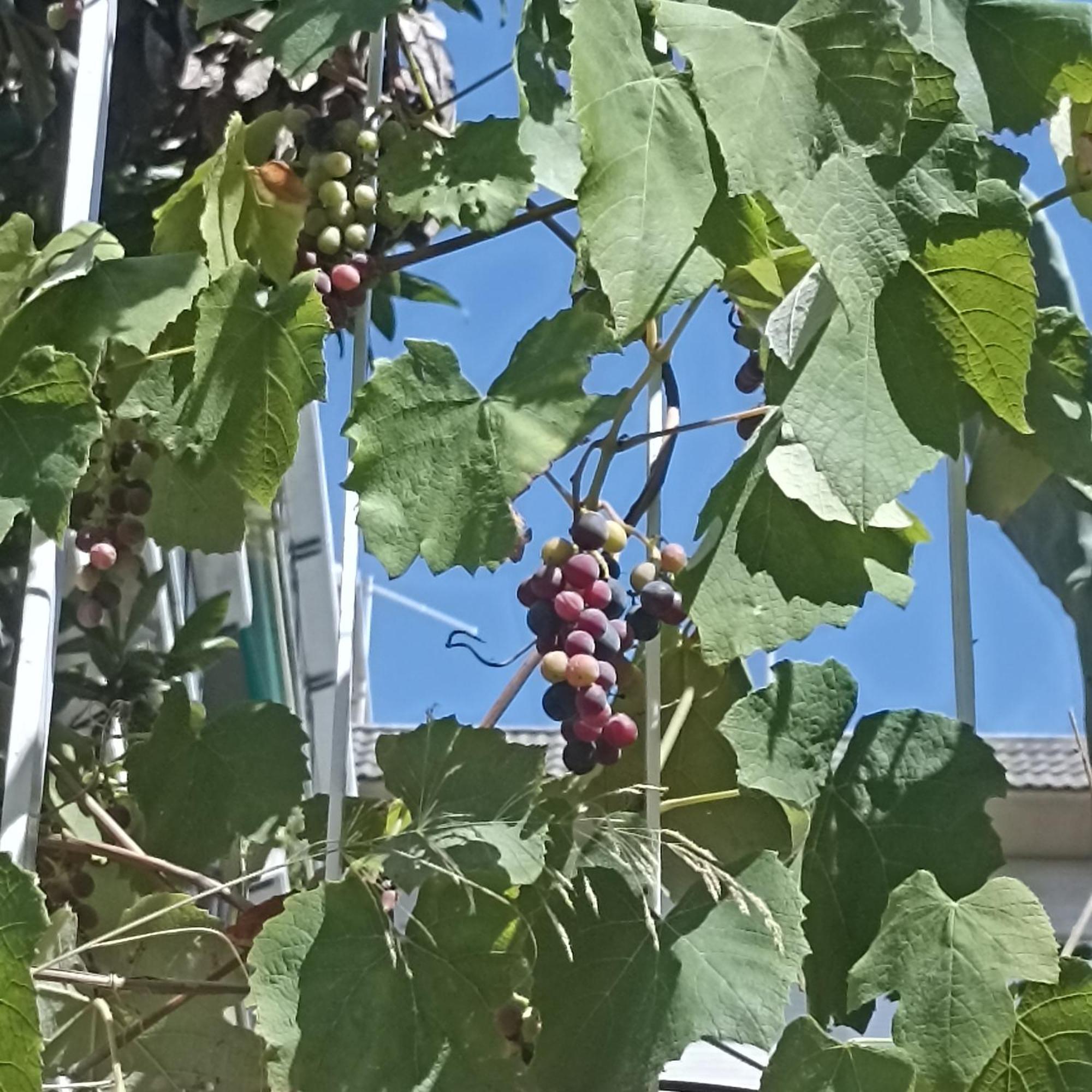 Affittacamere Ripe's Forest Garden