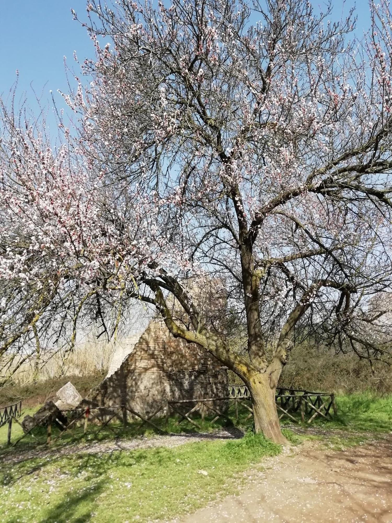 Gioia Di Rome