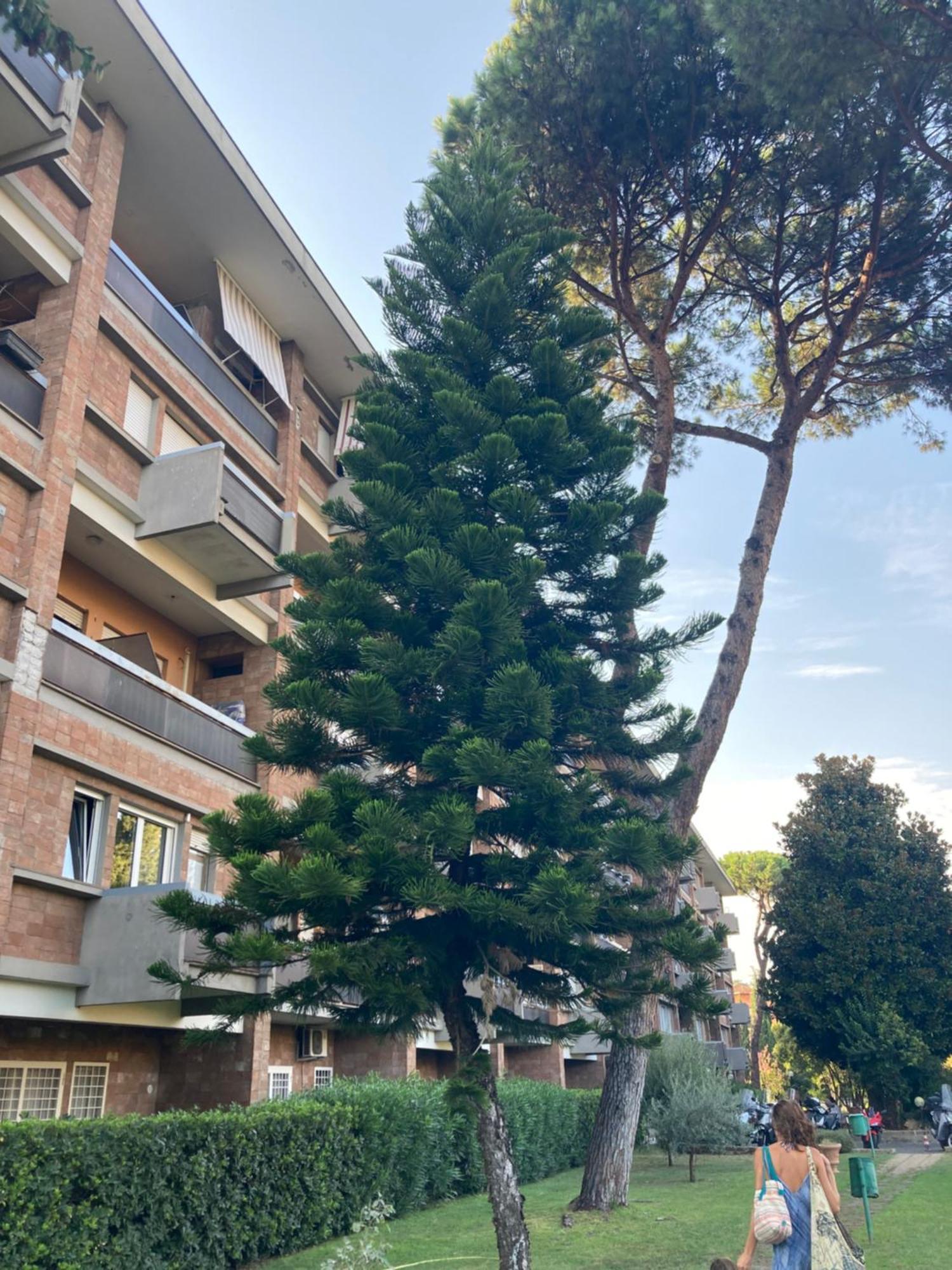 Terracito! Rome