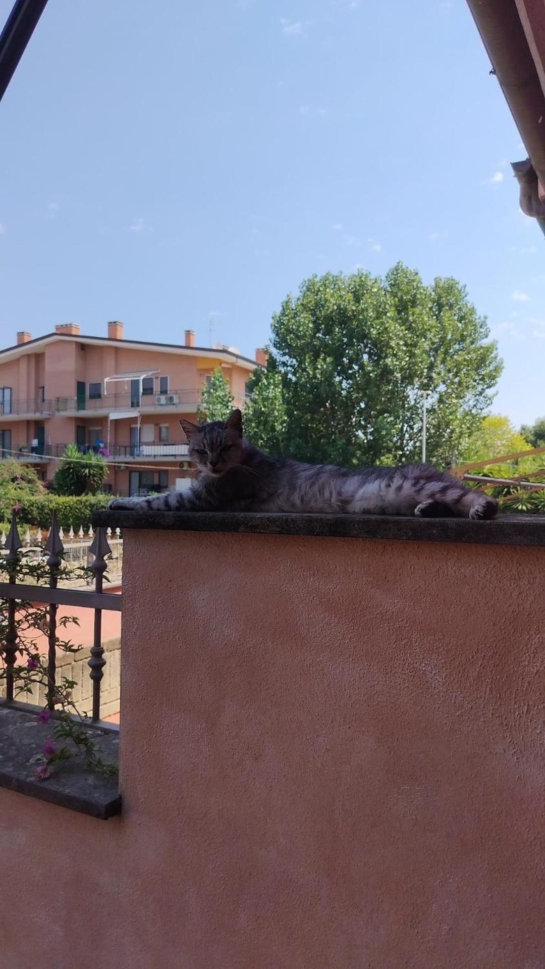 Apartment Grazioso Appartamento Tra Roma E Il Mare Rome