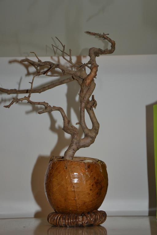 L'appartamento Di Bonelli Rome