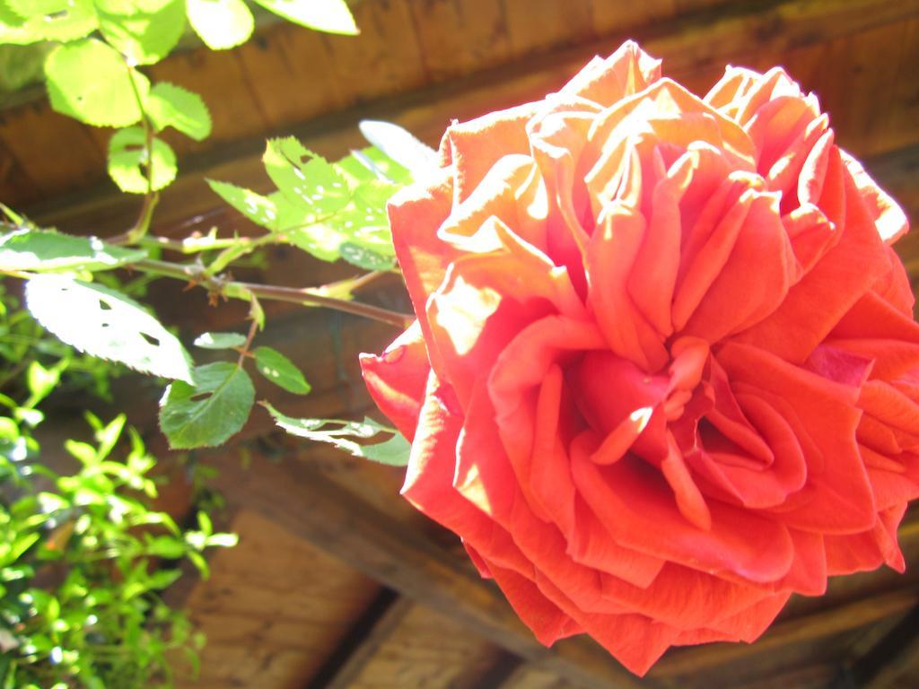 Il Casale Dell'ara Delle Rose