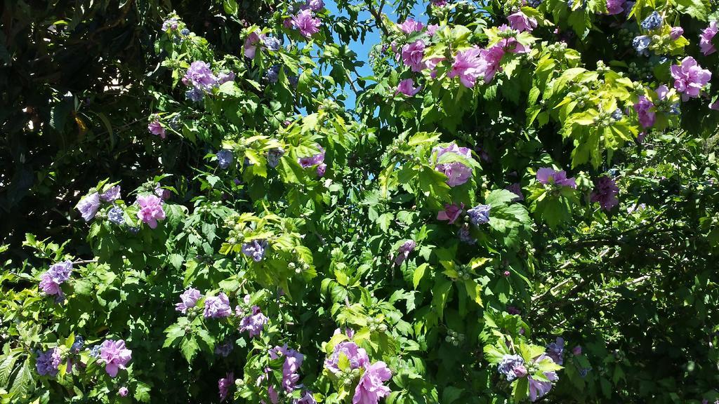 Bed & Breakfast Il Giardino Di Gabri