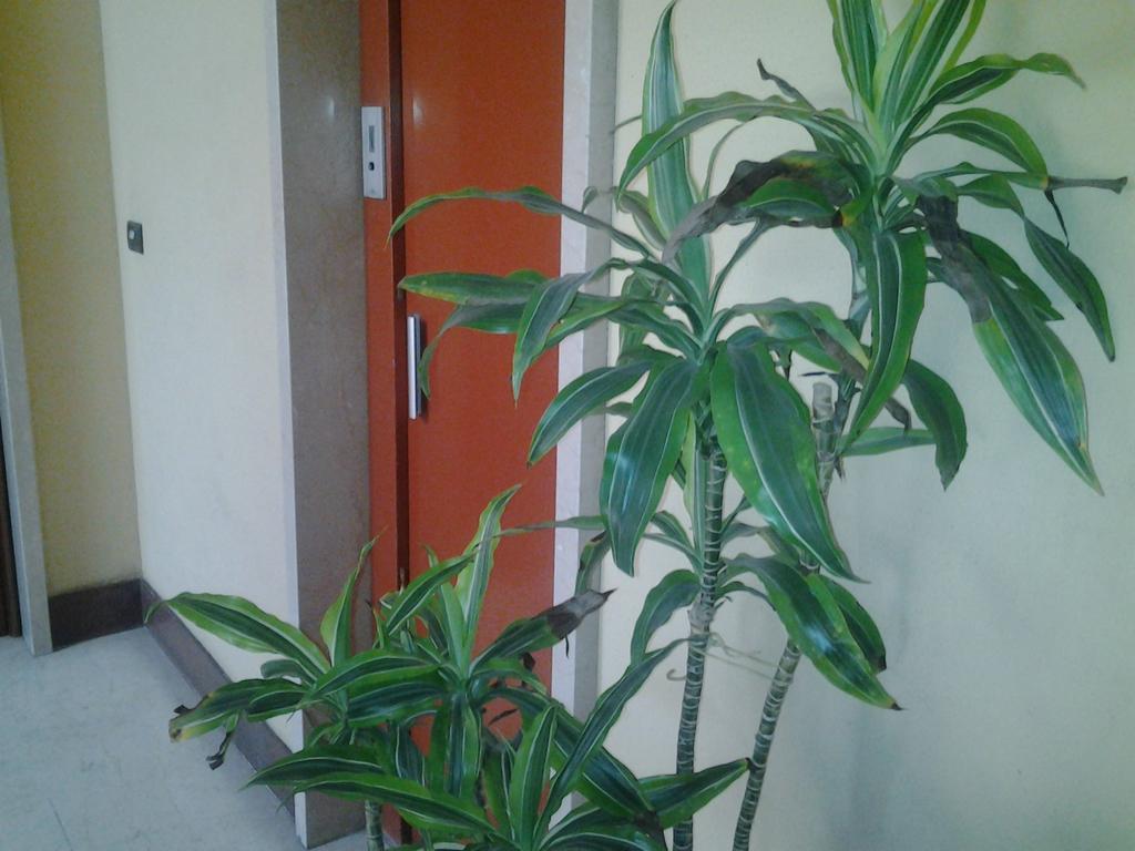Olimpica Relais Guest House Guest house 2*