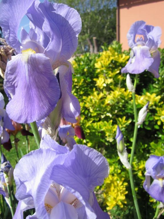 Bed & Breakfast Il Casale Dell'ara Delle Rose