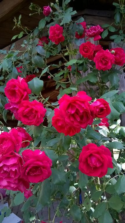 Il Casale Dell'ara Delle Rose Rome