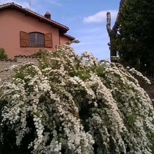 Il Casale Dell'ara Delle Rose Bed & Breakfast Rome
