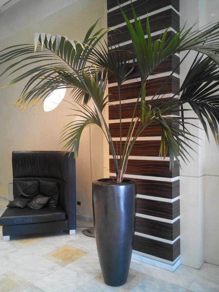Hotel Papillo & Rome