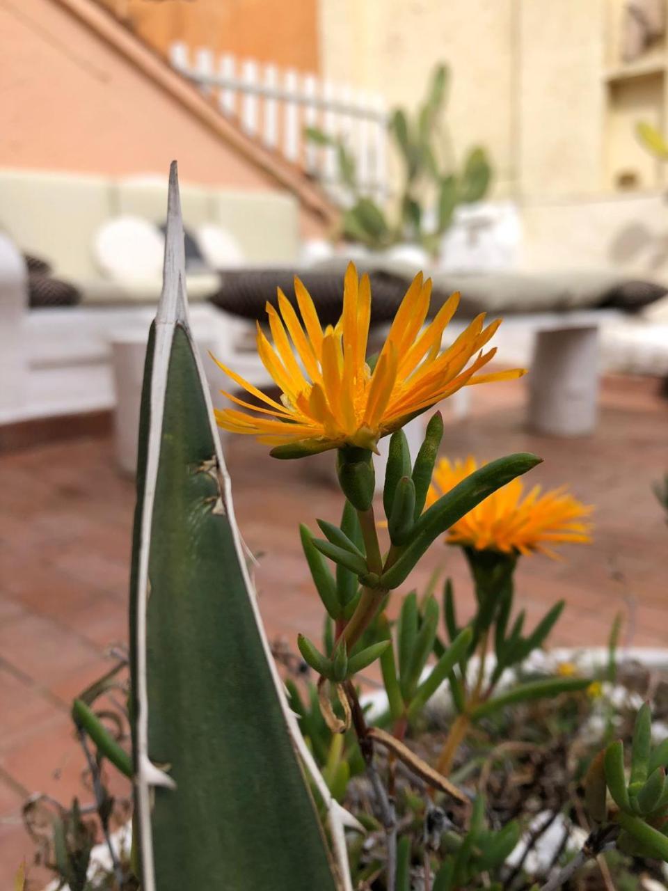 Terrace Navona Penthouse View Luxury Apartment Rome