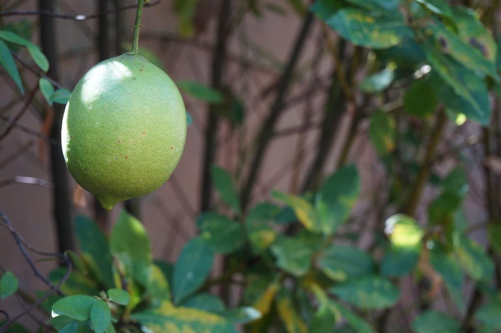 Antica Dimora Horti Luculliani Roma