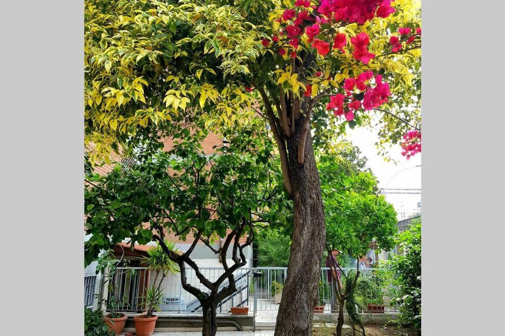 Bouganville House Trastevere * Rome