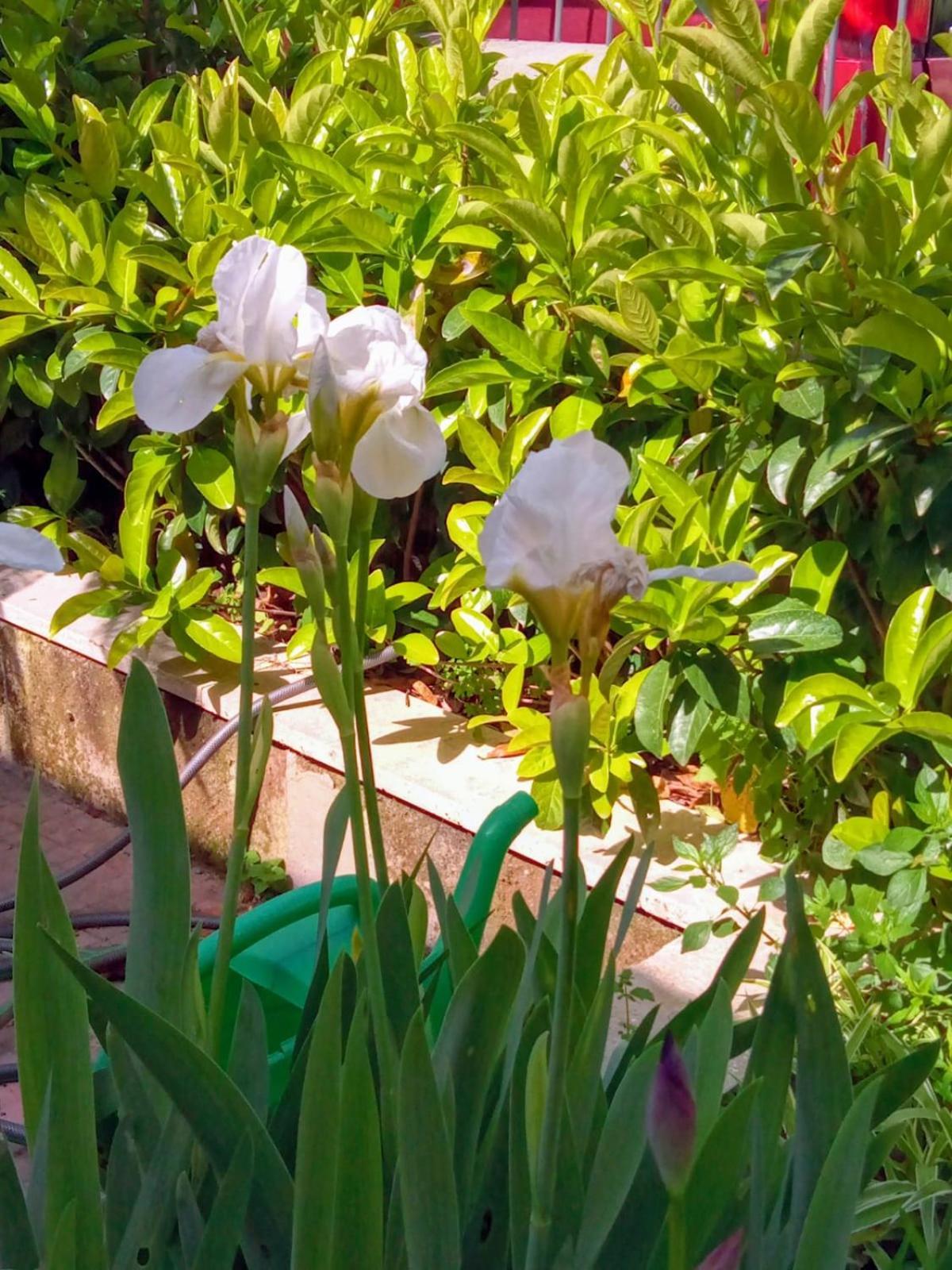 Holiday home Antico Gelso