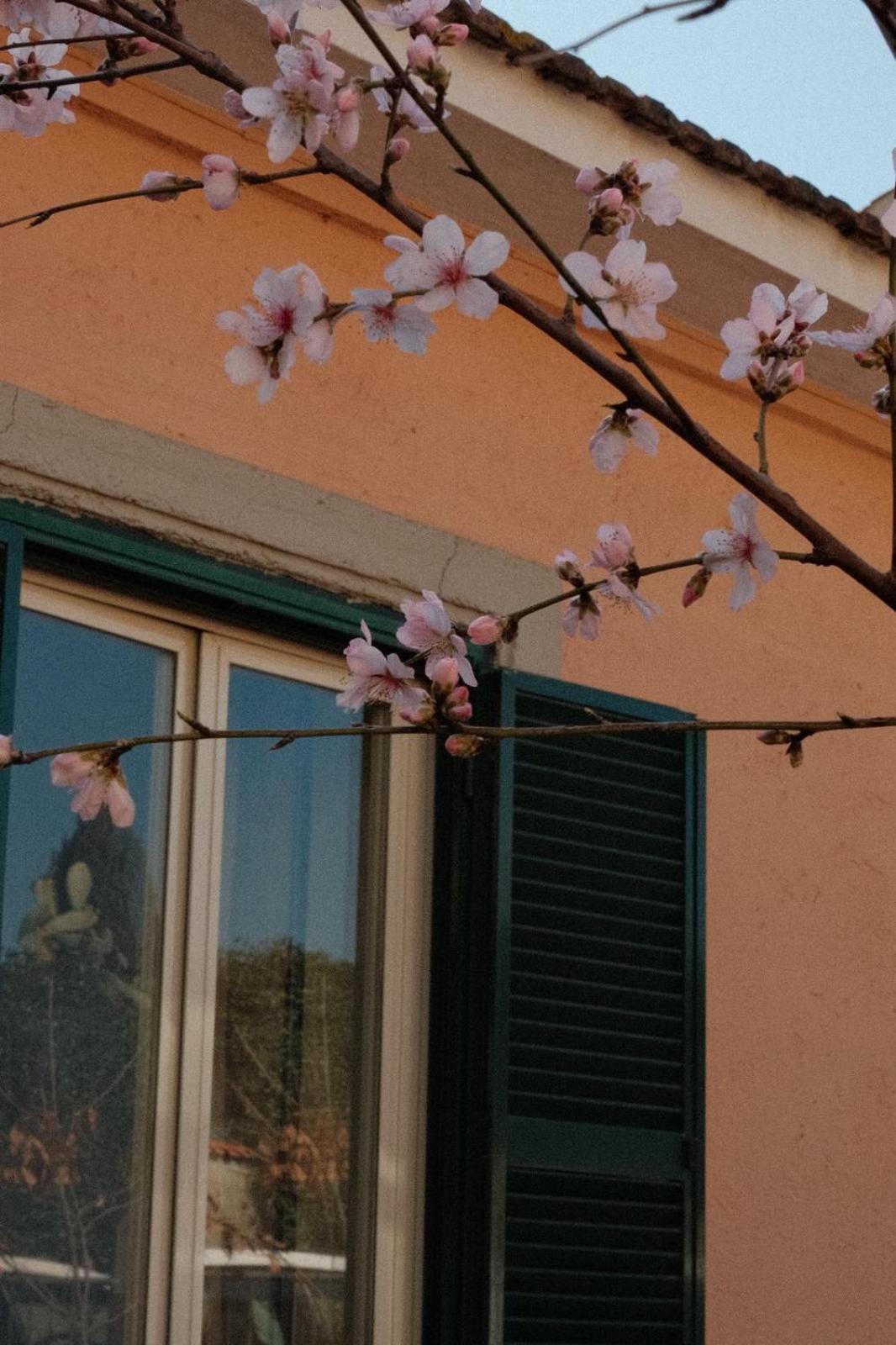 Antico Gelso