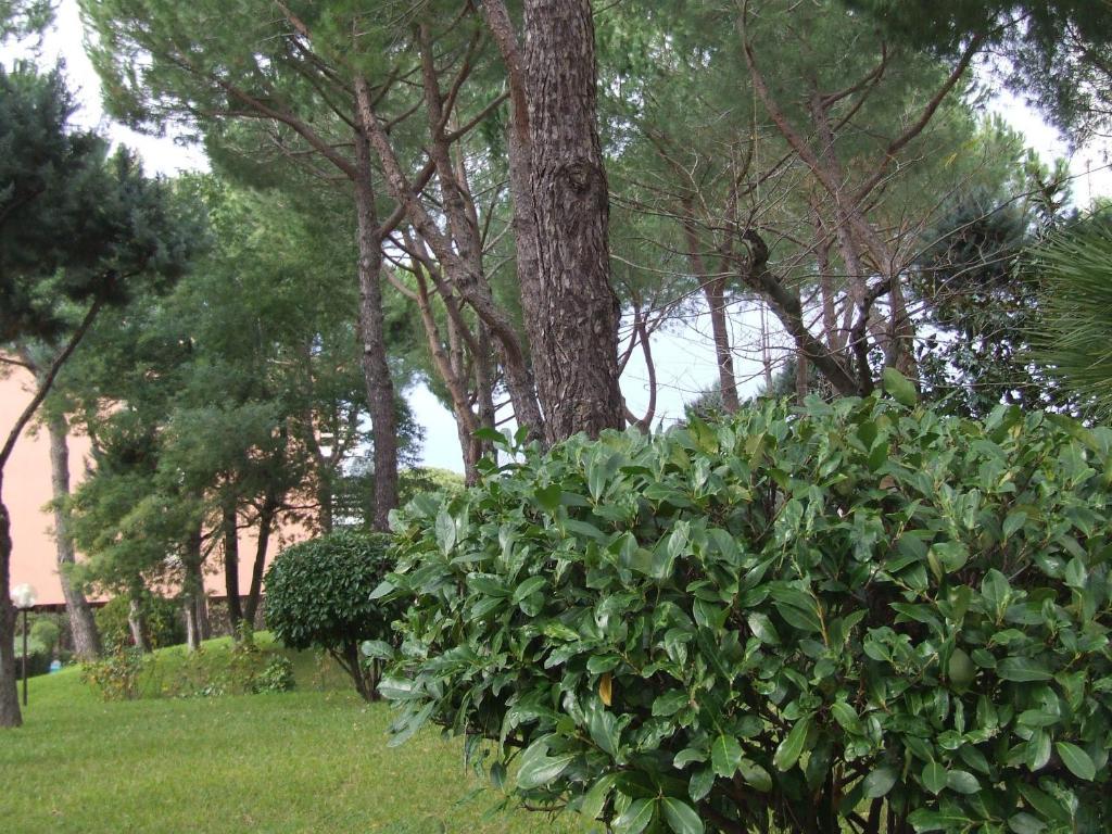 Tellene * Rome