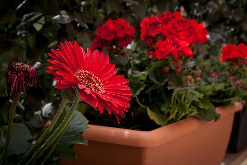 121 Candia Guest house Rome