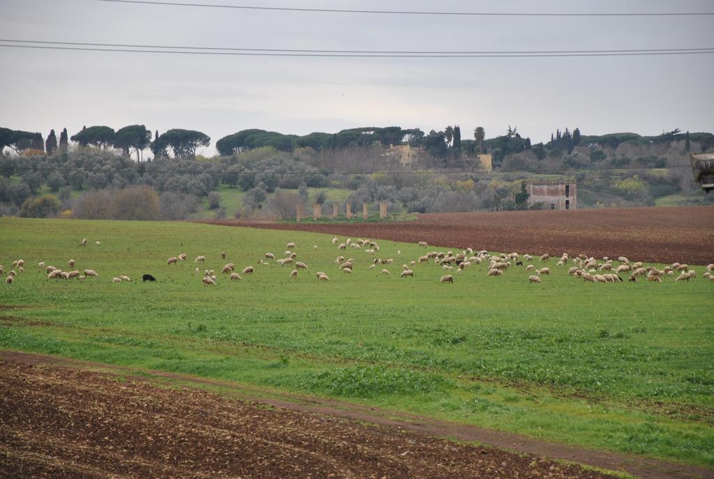 Guest house Casale Appio