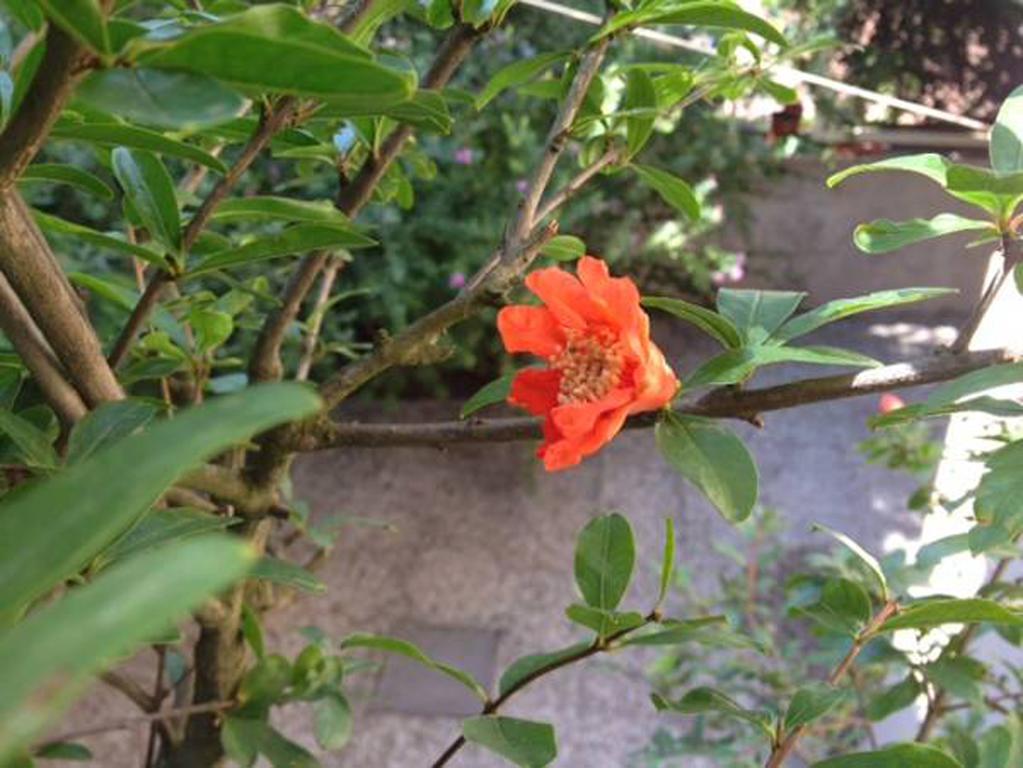 Fiori Al Vaticano68 Apartment Rome