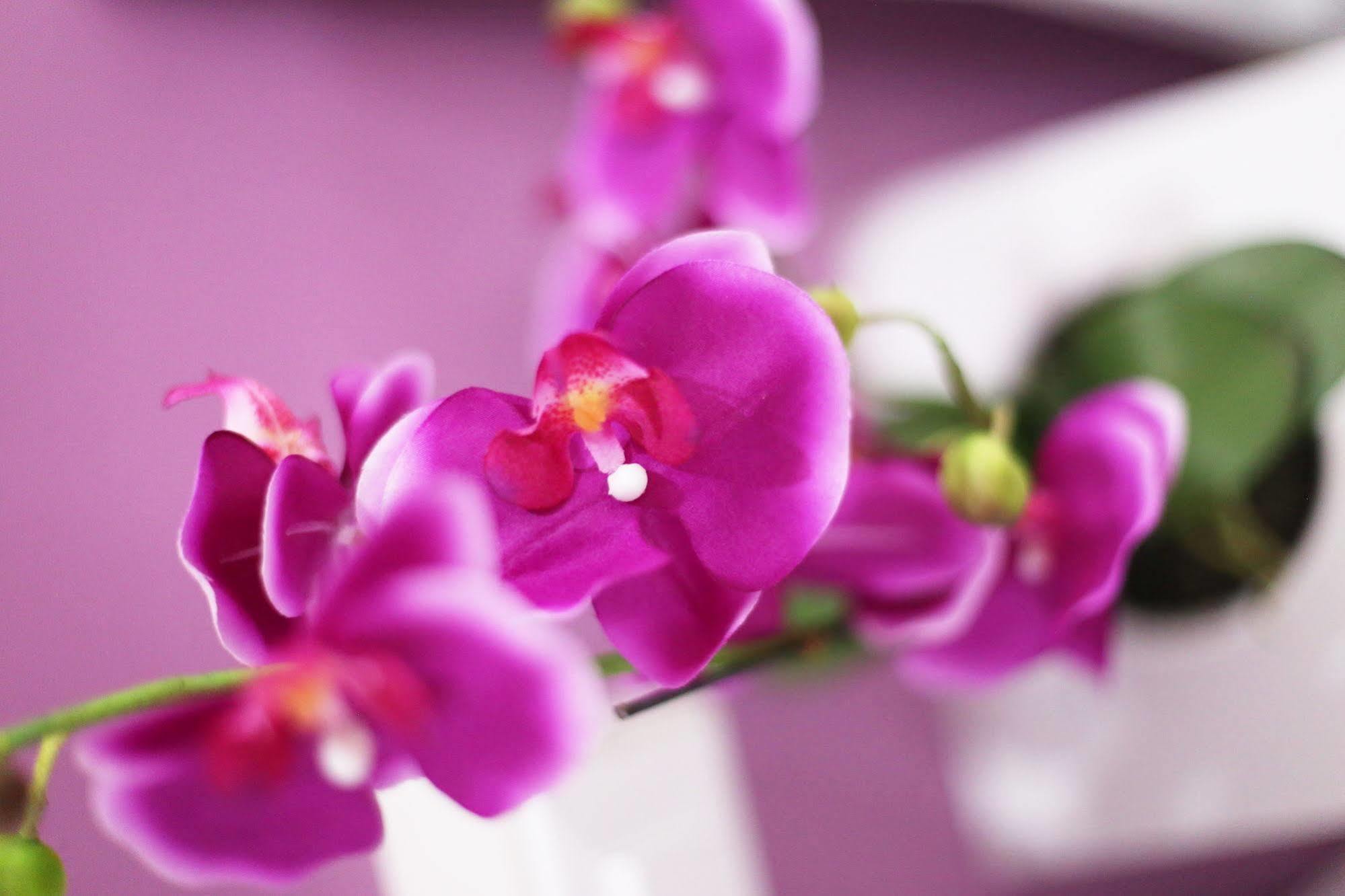 Guest house Iris Rome