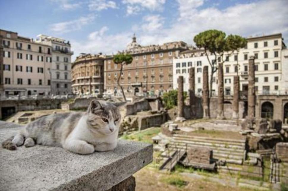 Rosa Rome